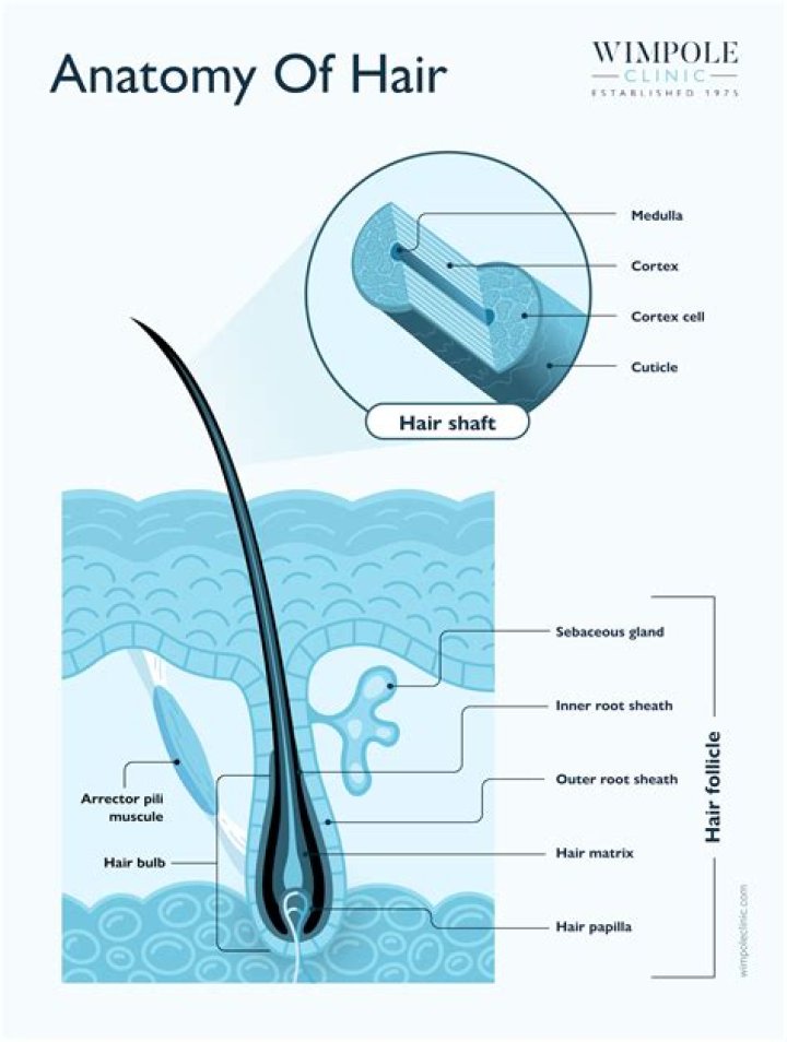 Ample knowledge of hair teasing could help as well.