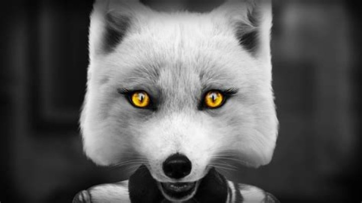 Animal Noir Adventure 