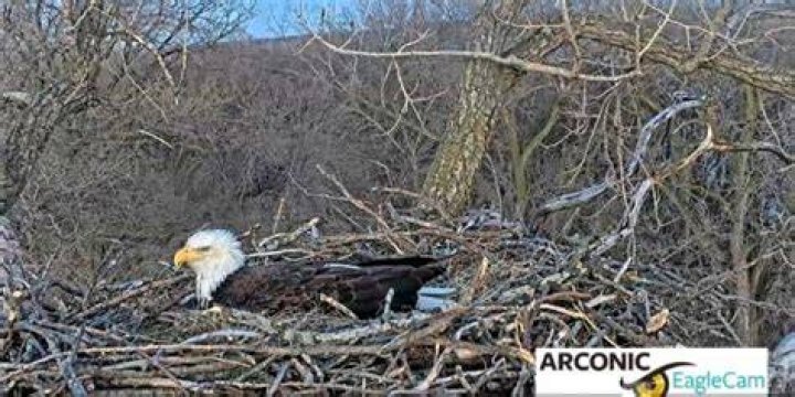Arconic Bald Eagles start another family