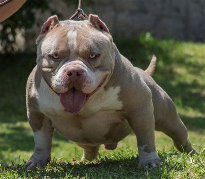 Bully