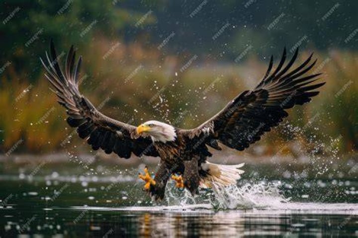 eagle