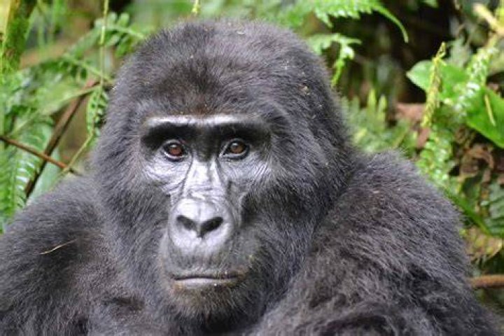 gorilla gorilla