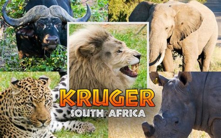 Kruger Kruger