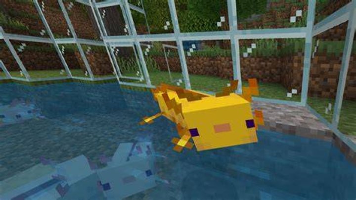 Minecraft Axolotl