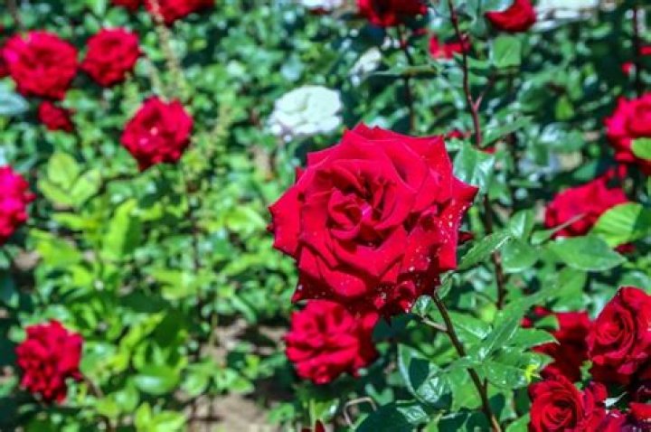 rosa