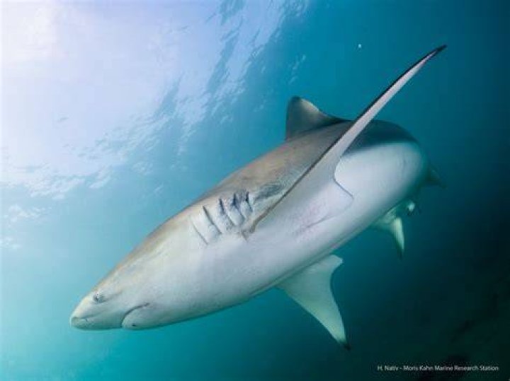 Shark migration from Hadera to Ashdod explained by Israeli experts