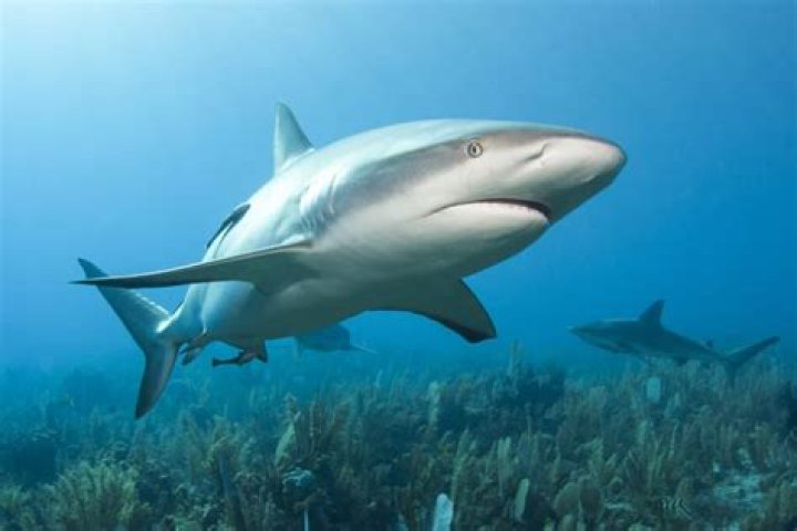 Shark