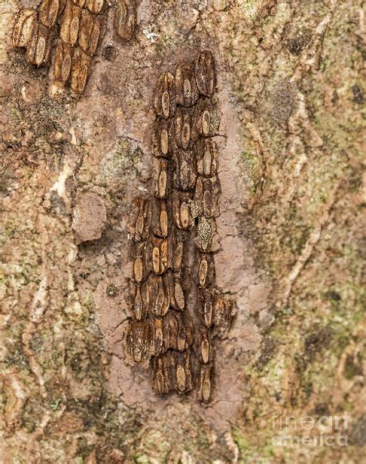 spotted lanternfly egg mass