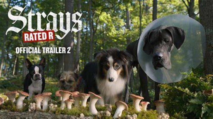 Strays Gets R-Rated New Trailer