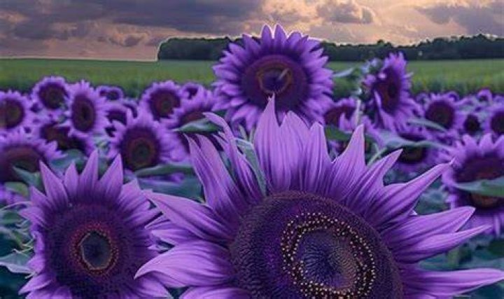 Sun & Flowers