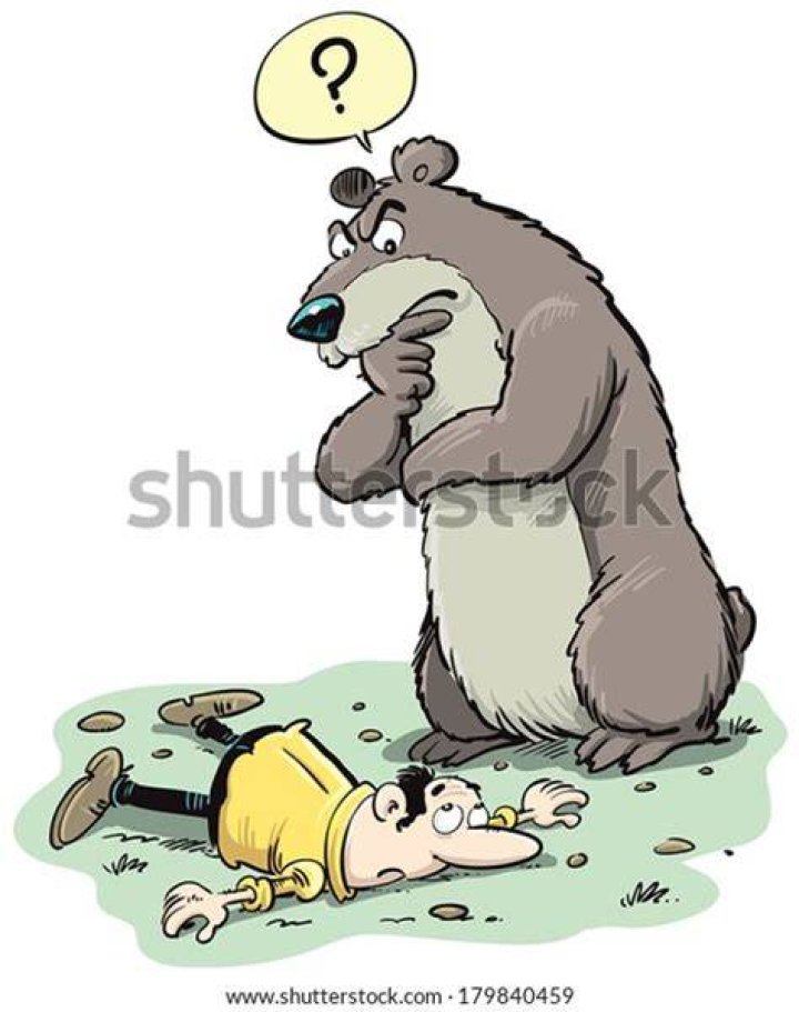 The bear lying on the floor